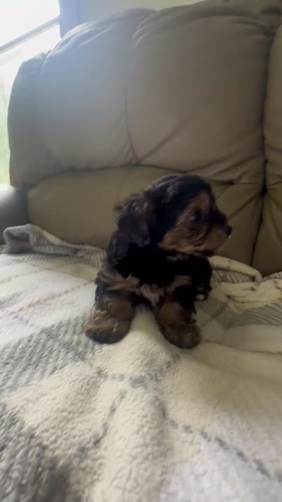Baby boy, a male Yorkshire Terrier for sale in Tishomingo, MS – 6 of 6