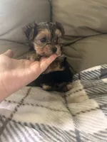 Tiny boy 🩵, a male Yorkshire Terrier for sale in Tishomingo, MS – 5 of 5