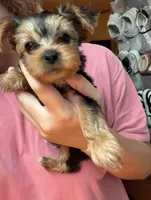Remi💜 Teacup Yorkie , a female Yorkshire Terrier for sale in Tishomingo, MS – 3 of 4