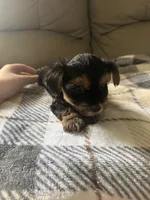 Happy🩷, a female Yorkshire Terrier for sale in Tishomingo, MS – 3 of 4