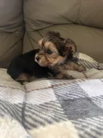 Tiny boy 🩵, a male Yorkshire Terrier for sale in Tishomingo, MS – 2 of 5