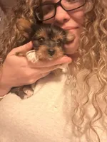 Izzy🩷 TeaCup Yorkie , a female Yorkshire Terrier for sale in Tishomingo, MS – Photo 2 of 10