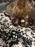 Izzy🩷 TeaCup Yorkie , a female Yorkshire Terrier for sale in Tishomingo, MS – Photo 8 of 10