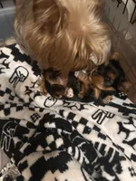 Izzy🩷 TeaCup Yorkie , a female Yorkshire Terrier for sale in Tishomingo, MS – Photo 3 of 10