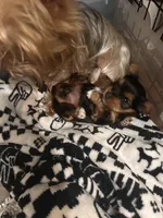 Izzy🩷 TeaCup Yorkie , a female Yorkshire Terrier for sale in Tishomingo, MS – Photo 5 of 10