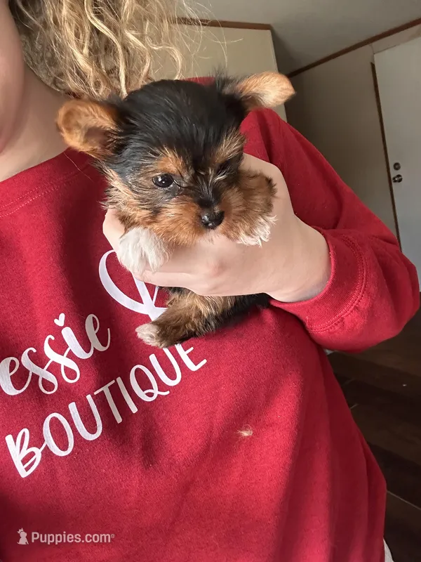 Izzy🩷 TeaCup Yorkie  – Yorkshire Terrier puppy for sale in Tishomingo, MS
