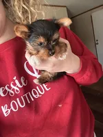 Izzy🩷 TeaCup Yorkie , a female Yorkshire Terrier for sale in Tishomingo, MS – Photo 1 of 10