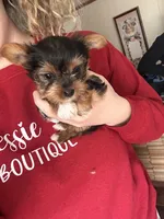 Izzy🩷 TeaCup Yorkie , a female Yorkshire Terrier for sale in Tishomingo, MS – Photo 6 of 10