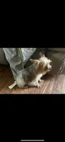 Izzy🩷 TeaCup Yorkie , a female Yorkshire Terrier for sale in Tishomingo, MS – Photo 10 of 10