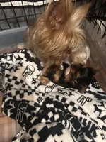 Izzy🩷 TeaCup Yorkie , a female Yorkshire Terrier for sale in Tishomingo, MS – Photo 7 of 10
