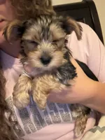 Bentley , a male Yorkshire Terrier for sale in Tishomingo, MS – 2 of 5