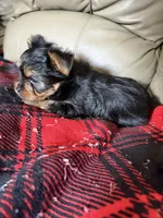 Little Bit🩷, a female Yorkshire Terrier for sale in Tishomingo, MS – 3 of 4