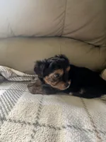 Baby boy, a male Yorkshire Terrier for sale in Tishomingo, MS – 2 of 6