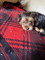 Bella💜, a female Yorkshire Terrier for sale in Tishomingo, MS – 5 of 6