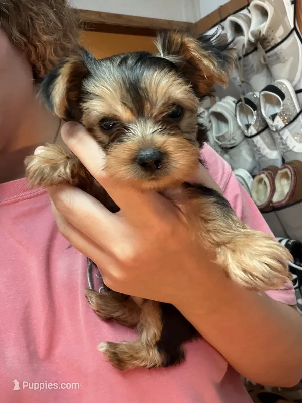 Remi💜 Teacup Yorkie  – Yorkshire Terrier puppy for sale in Tishomingo, MS