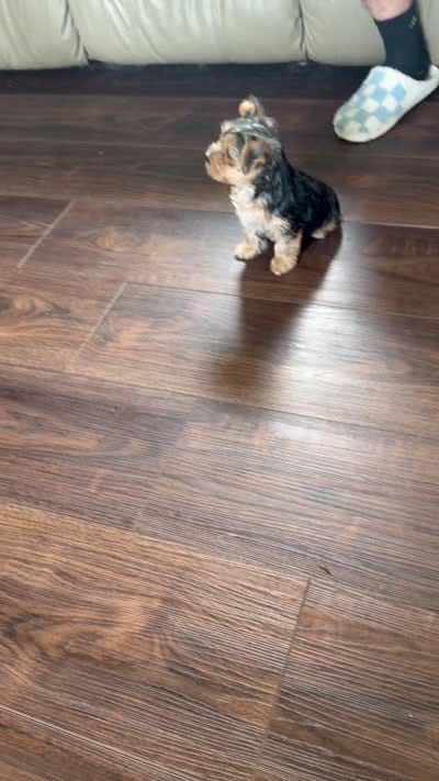 Bentley , a male Yorkshire Terrier for sale in Tishomingo, MS – 5 of 5