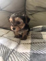 Tiny Baby Boy , a male Yorkshire Terrier for sale in Tishomingo, MS – 2 of 4
