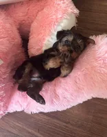 Little man, a male Yorkshire Terrier for sale in Tishomingo, MS – Photo 3 of 5