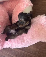 Little man, a male Yorkshire Terrier for sale in Tishomingo, MS – Photo 4 of 5