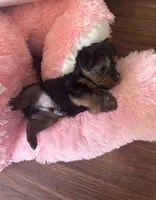 Little man, a male Yorkshire Terrier for sale in Tishomingo, MS – Photo 2 of 5