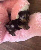 Little man, a male Yorkshire Terrier for sale in Tishomingo, MS – Photo 1 of 5