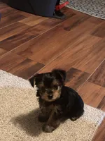 Little man, a male Yorkshire Terrier for sale in Tishomingo, MS – Photo 2 of 5