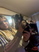 Little man, a male Yorkshire Terrier for sale in Tishomingo, MS – Photo 5 of 5