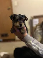 Little man, a male Yorkshire Terrier for sale in Tishomingo, MS – Photo 4 of 5