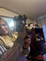 Little man, a male Yorkshire Terrier for sale in Tishomingo, MS – Photo 3 of 5