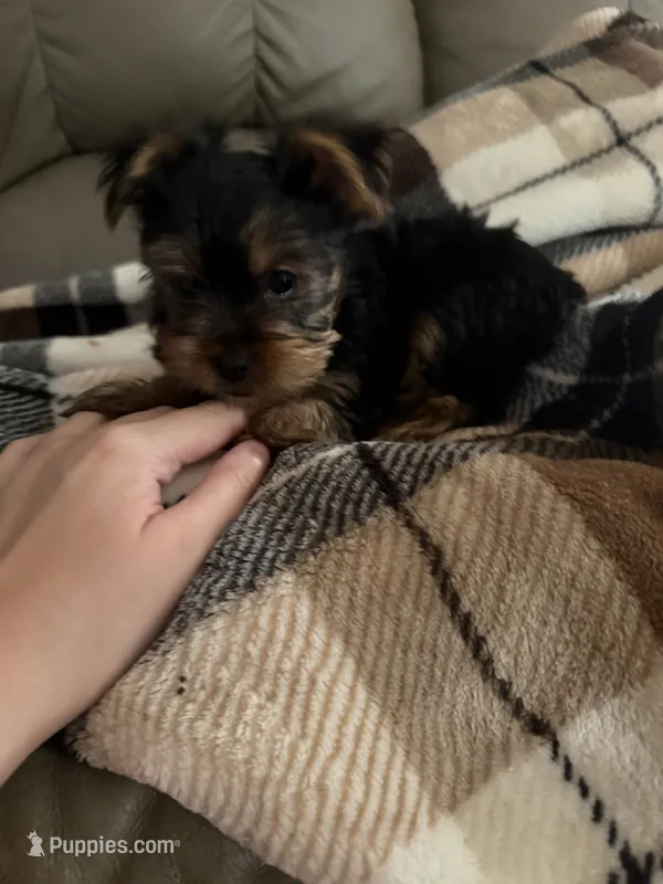 Sassy💜 – Yorkshire Terrier puppy for sale in Tishomingo, MS