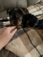 Sassy💜, a female Yorkshire Terrier for sale in Tishomingo, MS – 1 of 5