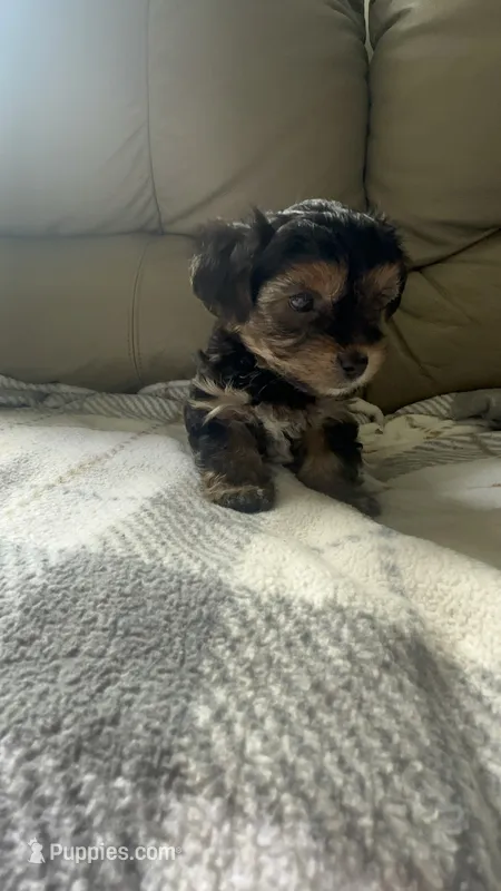 Baby boy, a male Yorkshire Terrier for sale in Tishomingo, MS – 1 of 6