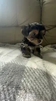 Baby boy, a male Yorkshire Terrier for sale in Tishomingo, MS – 1 of 6