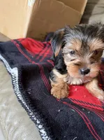 Bella💜, a female Yorkshire Terrier for sale in Tishomingo, MS – 4 of 6