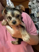 Remi💜 Teacup Yorkie , a female Yorkshire Terrier for sale in Tishomingo, MS – 2 of 4