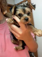 Remi💜 Teacup Yorkie , a female Yorkshire Terrier for sale in Tishomingo, MS – 4 of 4