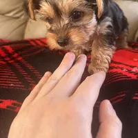 Lolly💜, a female Yorkshire Terrier for sale in Tishomingo, MS – Photo 6 of 6