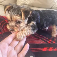 Lolly💜, a female Yorkshire Terrier for sale in Tishomingo, MS – Photo 1 of 6