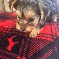 Lolly💜, a female Yorkshire Terrier for sale in Tishomingo, MS – Photo 4 of 6