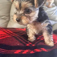 Lolly💜, a female Yorkshire Terrier for sale in Tishomingo, MS – Photo 5 of 6