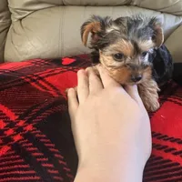 Lolly💜, a female Yorkshire Terrier for sale in Tishomingo, MS – Photo 2 of 6