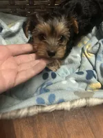 Lolly💜, a female Yorkshire Terrier for sale in Tishomingo, MS – Photo 3 of 3