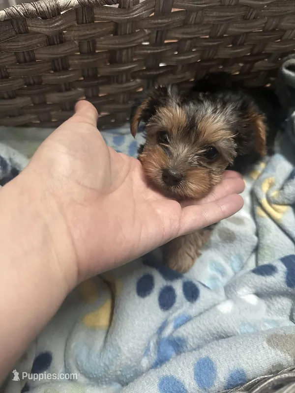 Lolly💜, a female Yorkshire Terrier for sale in Tishomingo, MS – Photo 1 of 3