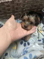 Lolly💜, a female Yorkshire Terrier for sale in Tishomingo, MS – Photo 1 of 3