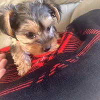 Lolly💜, a female Yorkshire Terrier for sale in Tishomingo, MS – Photo 3 of 6