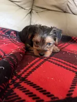 Bella💜, a female Yorkshire Terrier for sale in Tishomingo, MS – 2 of 6