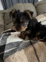 Sassy💜, a female Yorkshire Terrier for sale in Tishomingo, MS – 2 of 5
