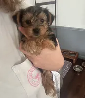 Bentley 🩵, a male Yorkshire Terrier for sale in Tishomingo, MS – 4 of 6