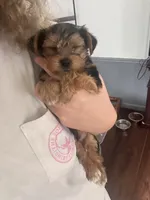 Bentley 🩵, a male Yorkshire Terrier for sale in Tishomingo, MS – 6 of 6