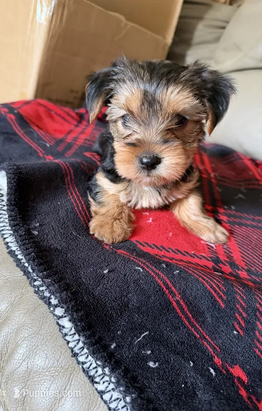 Bella💜 – Yorkshire Terrier puppy for sale in Tishomingo, MS